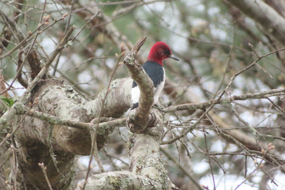 Red-headed Woodpecker - ML211763051