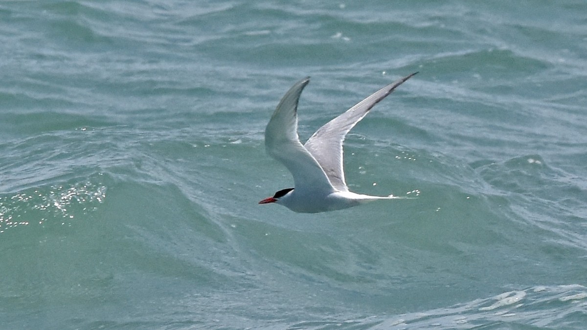 South American Tern - Carlos De Biagi