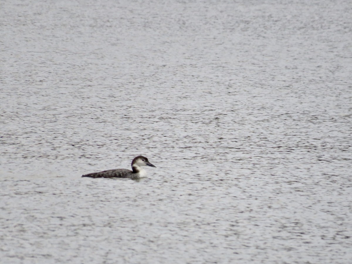 Common Loon - Jan Hansen