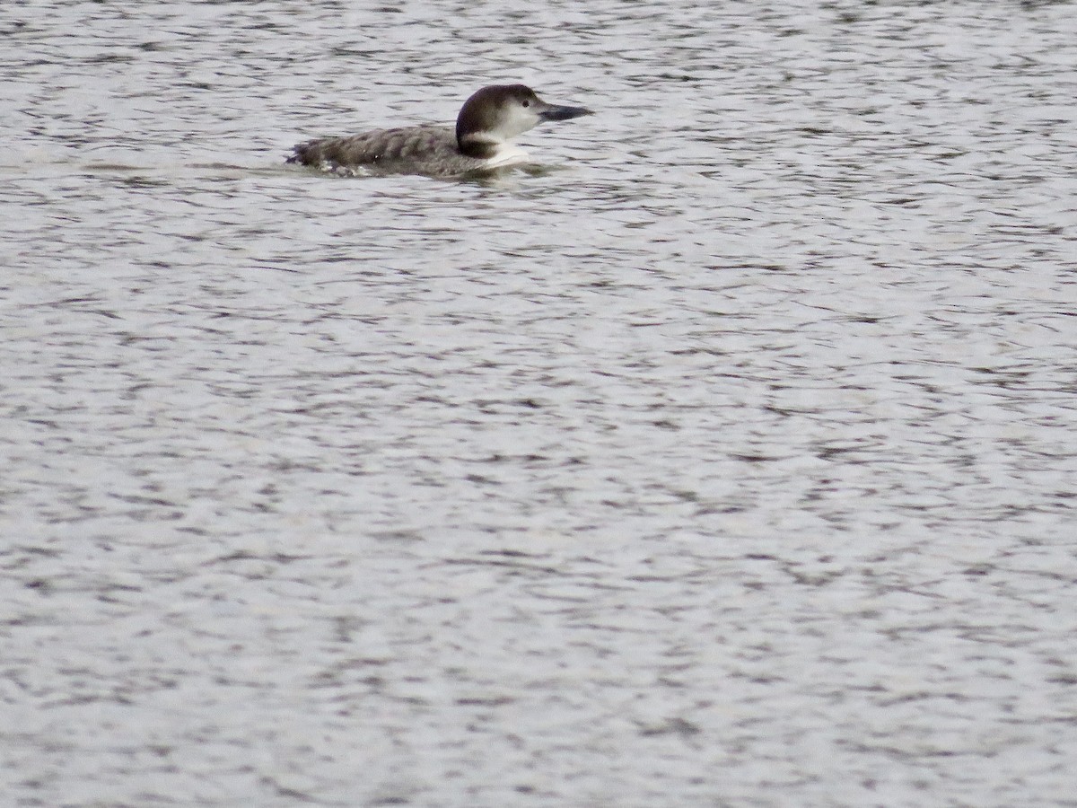 Common Loon - Jan Hansen