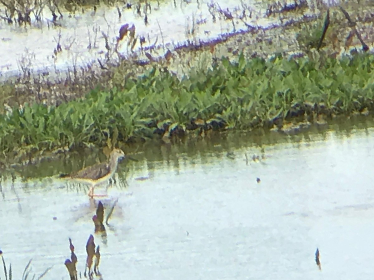 Greater Yellowlegs - ML211766451