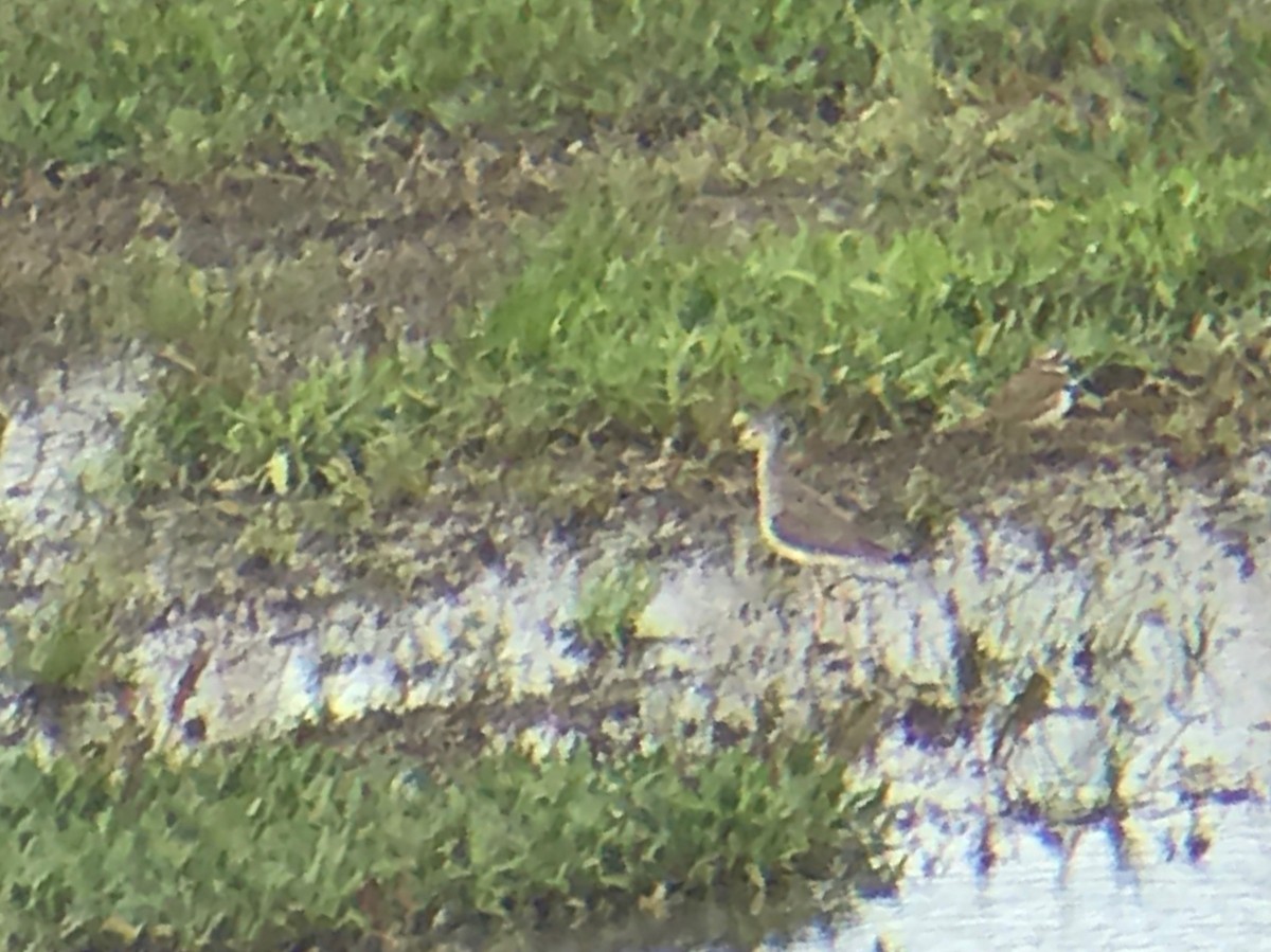 Greater Yellowlegs - ML211766461