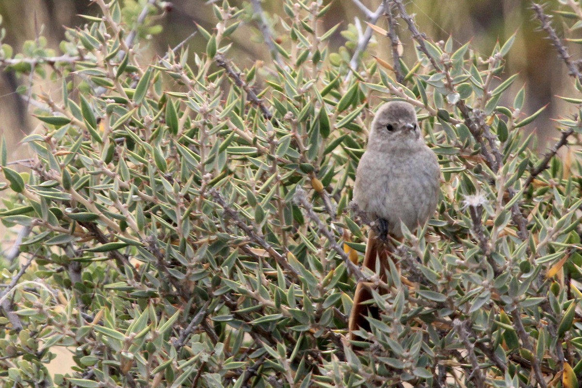 アカアゴカマドドリ - ML211766631