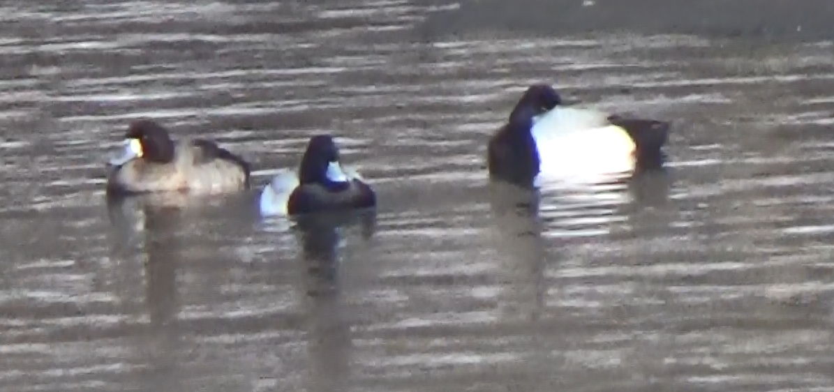 Lesser Scaup - ML211768041