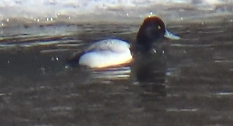 Lesser Scaup - ML211768111