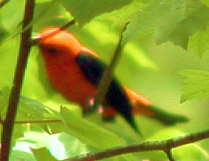 Scarlet Tanager - ML211768691