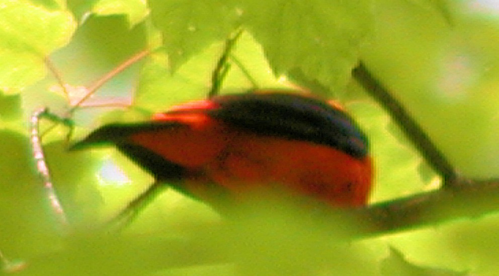 Scarlet Tanager - ML211768751