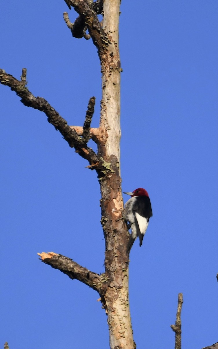 Red-headed Woodpecker - ML211769831