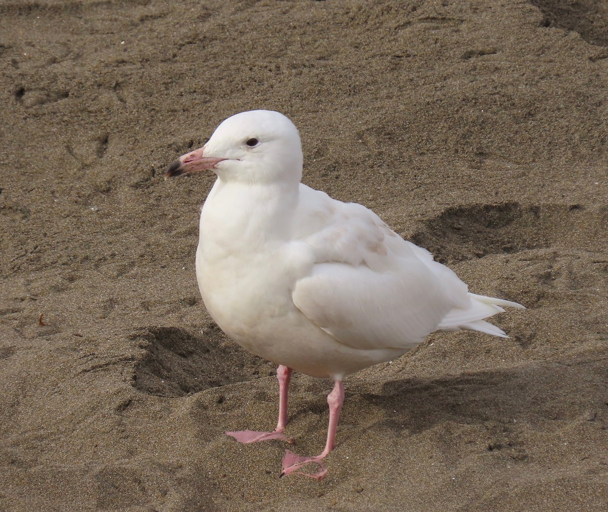 Glaucous Gull - ML211769951