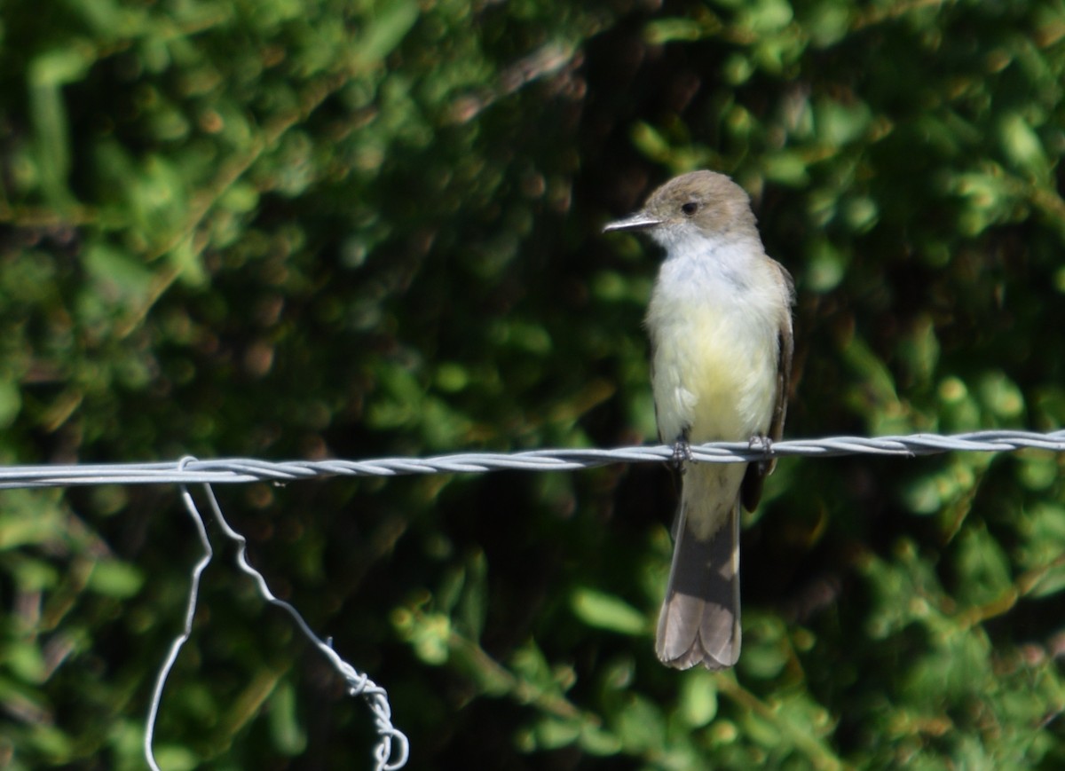 Swainson's Flycatcher - Daniel Trias