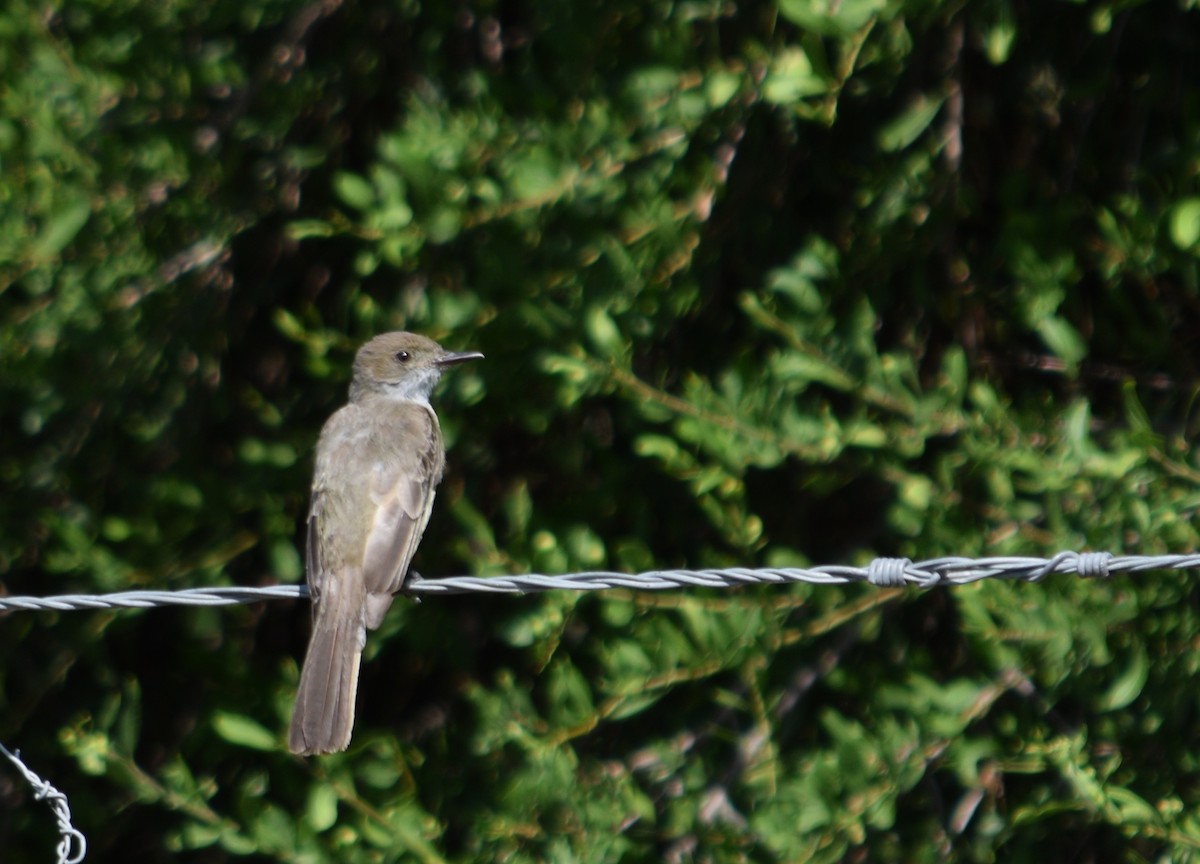 Swainson's Flycatcher - ML211771501