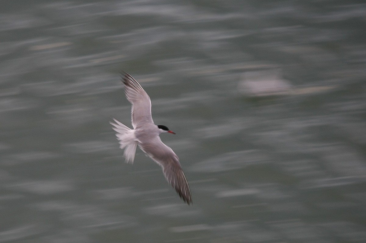 Txenada arrunta - ML211771821