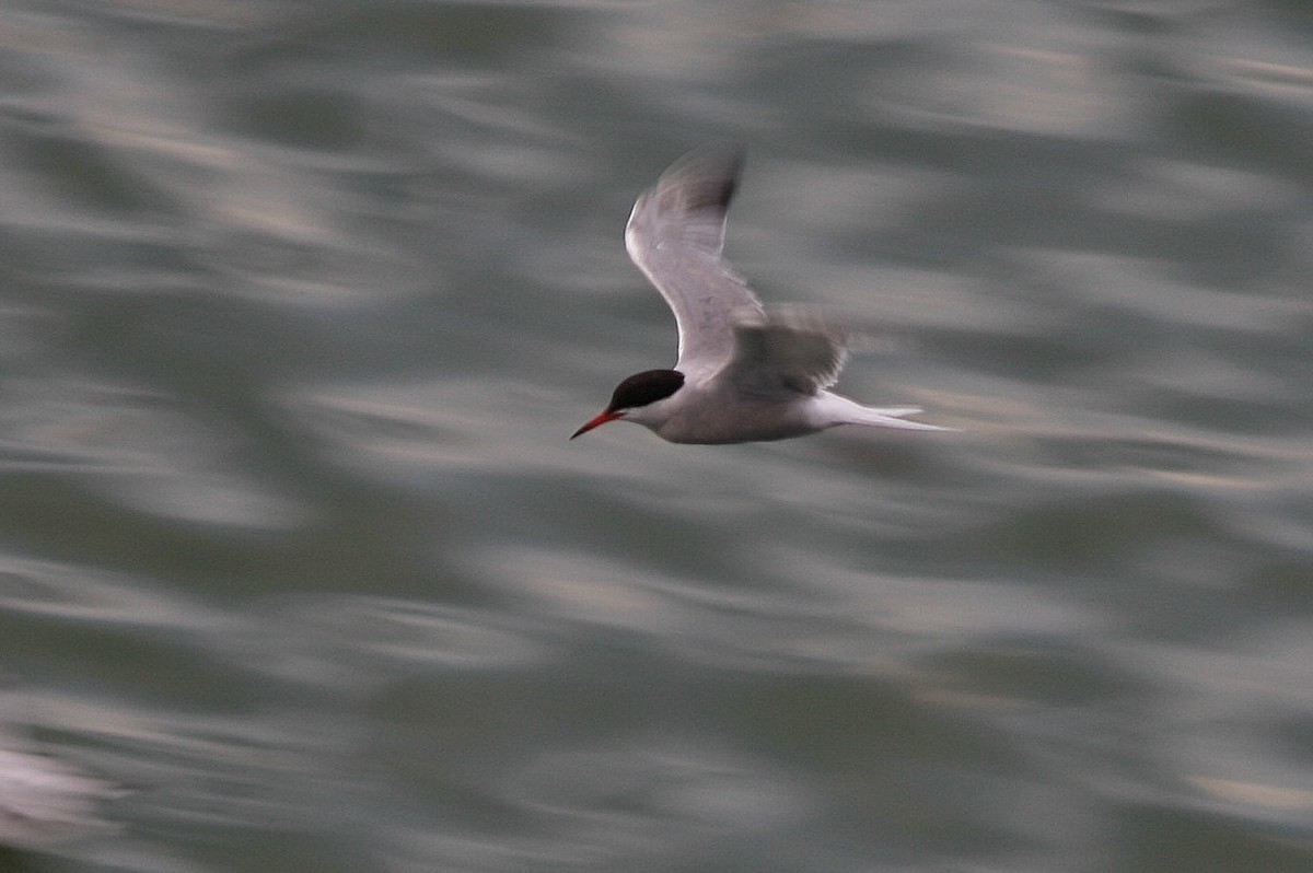 Txenada arrunta - ML211772101