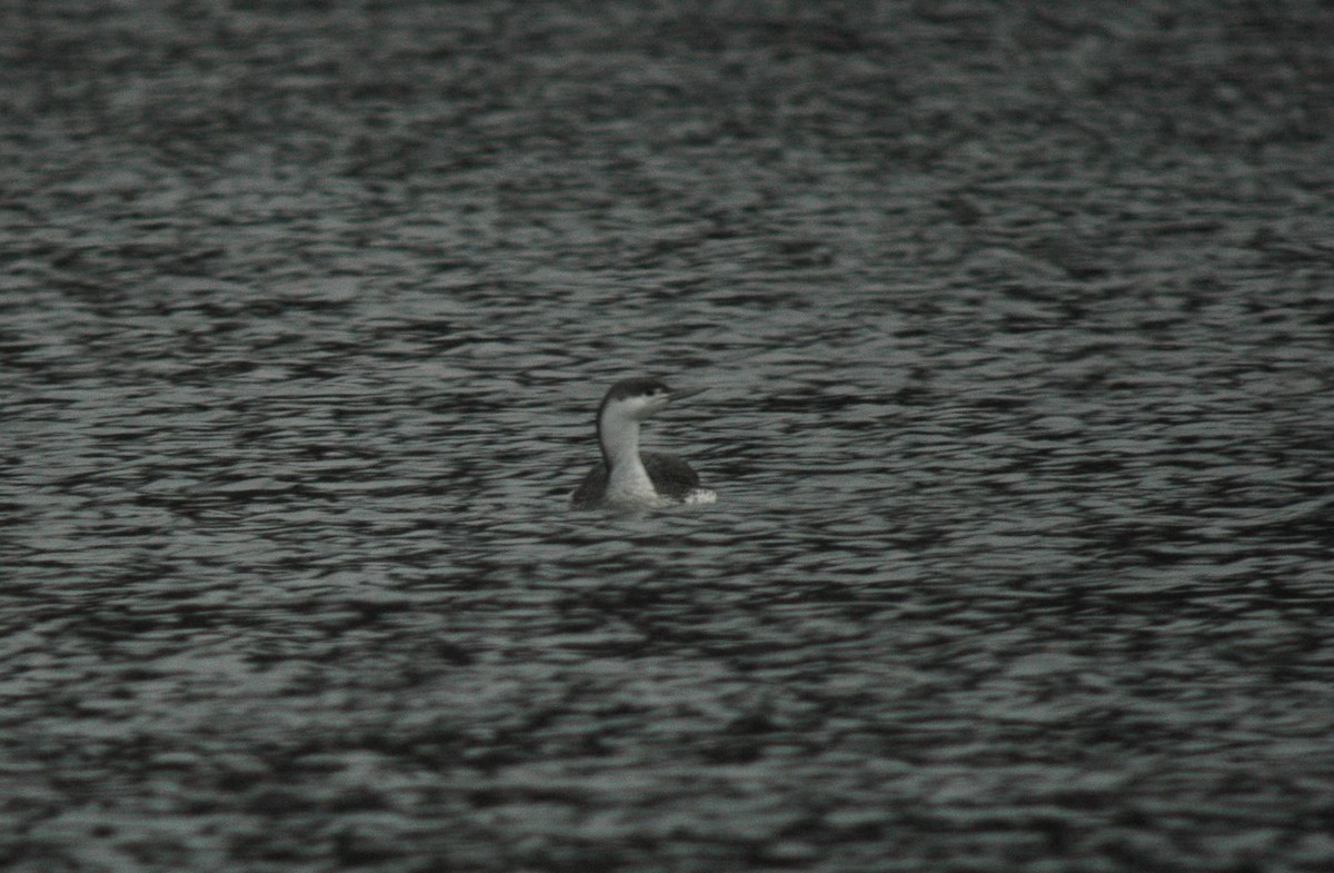 Red-throated Loon - Spencer Hardy