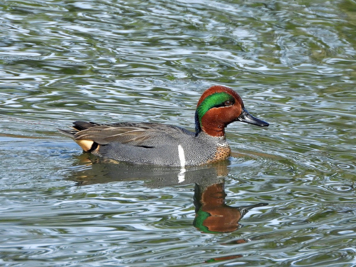 Green-winged Teal (American) - Andrew Ray