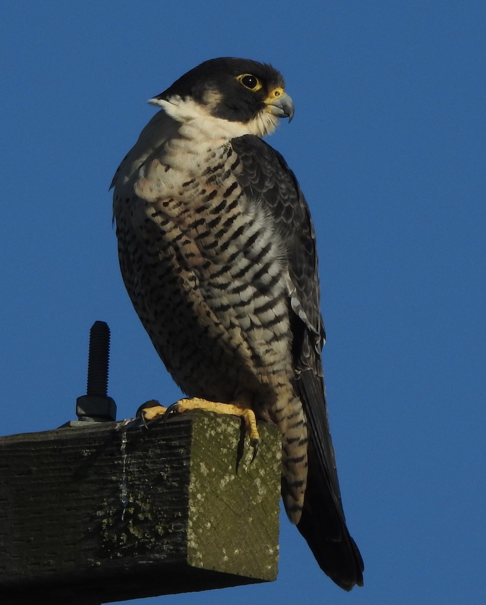 Peregrine Falcon - ML21177751