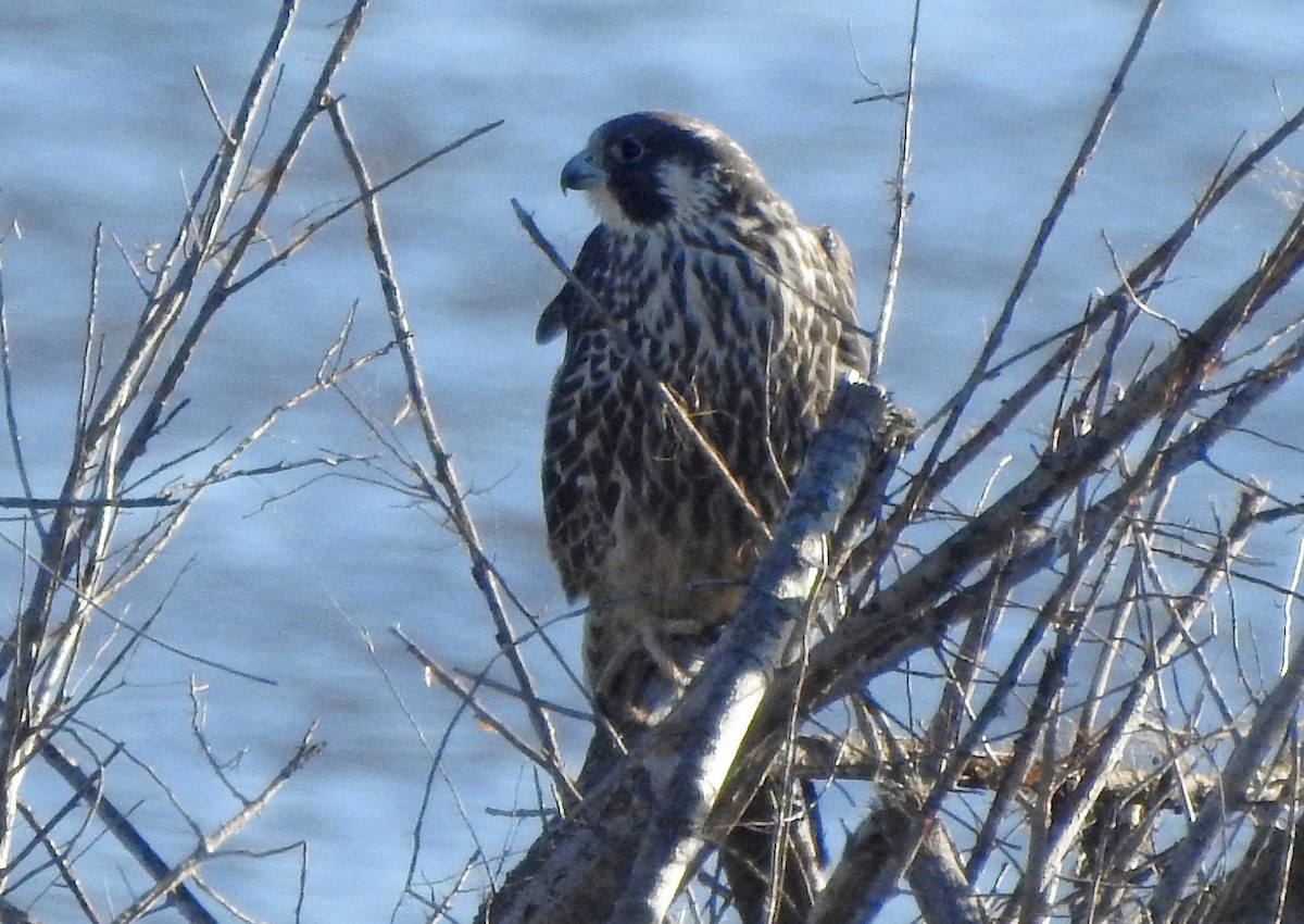 Peregrine Falcon - ML21177761