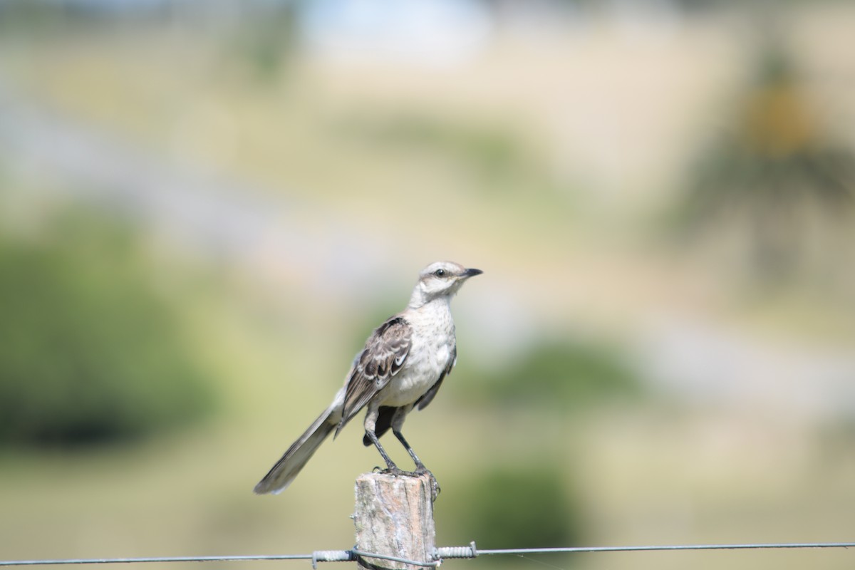 Chalk-browed Mockingbird - Daniel Trias