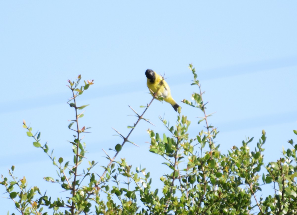 Hooded Siskin - ML211777891