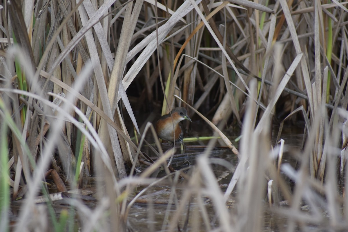 Rufous-sided Crake - ML211778391