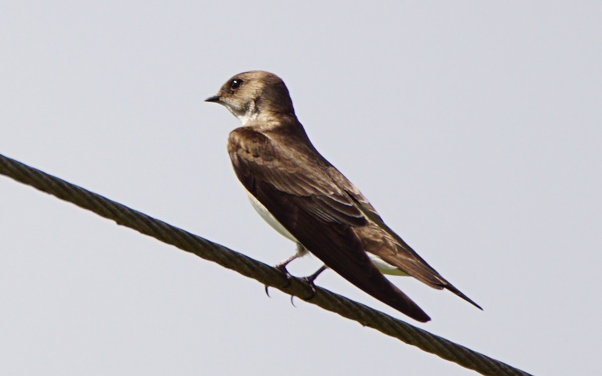 Northern Rough-winged Swallow (Northern) - ML211781071