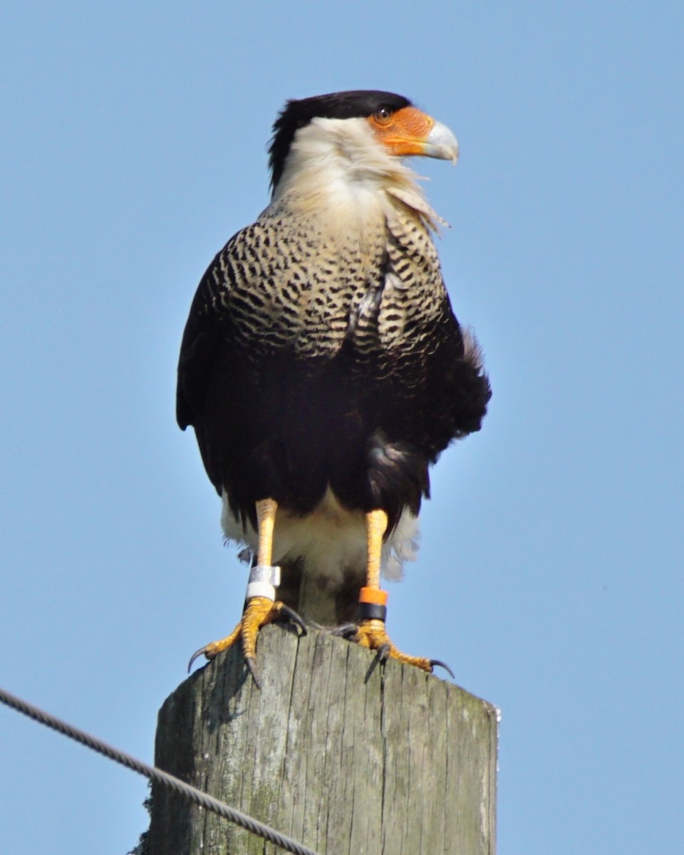 Crested Caracara (Northern) - ML211781571