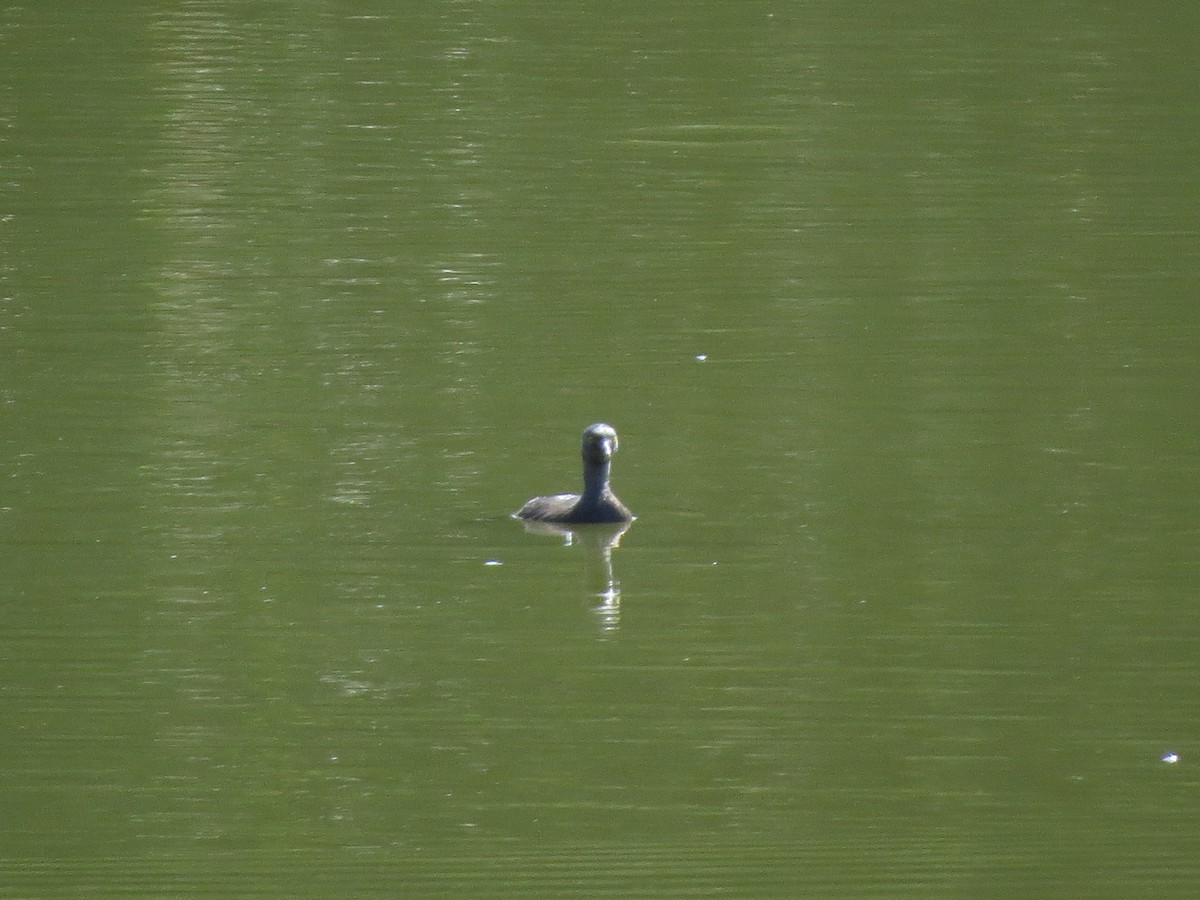 Least Grebe - Gautam Apte