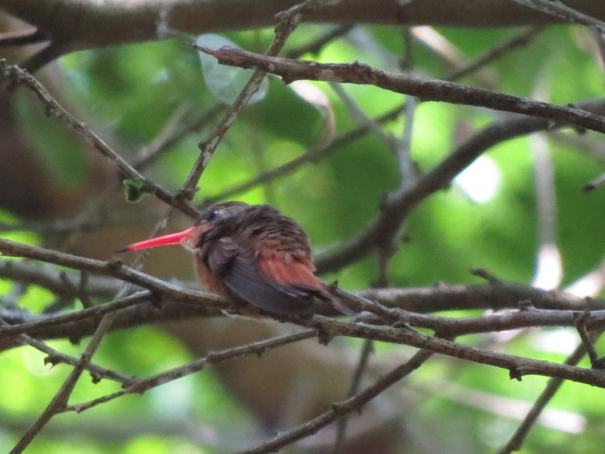 Cinnamon Hummingbird - Gautam Apte