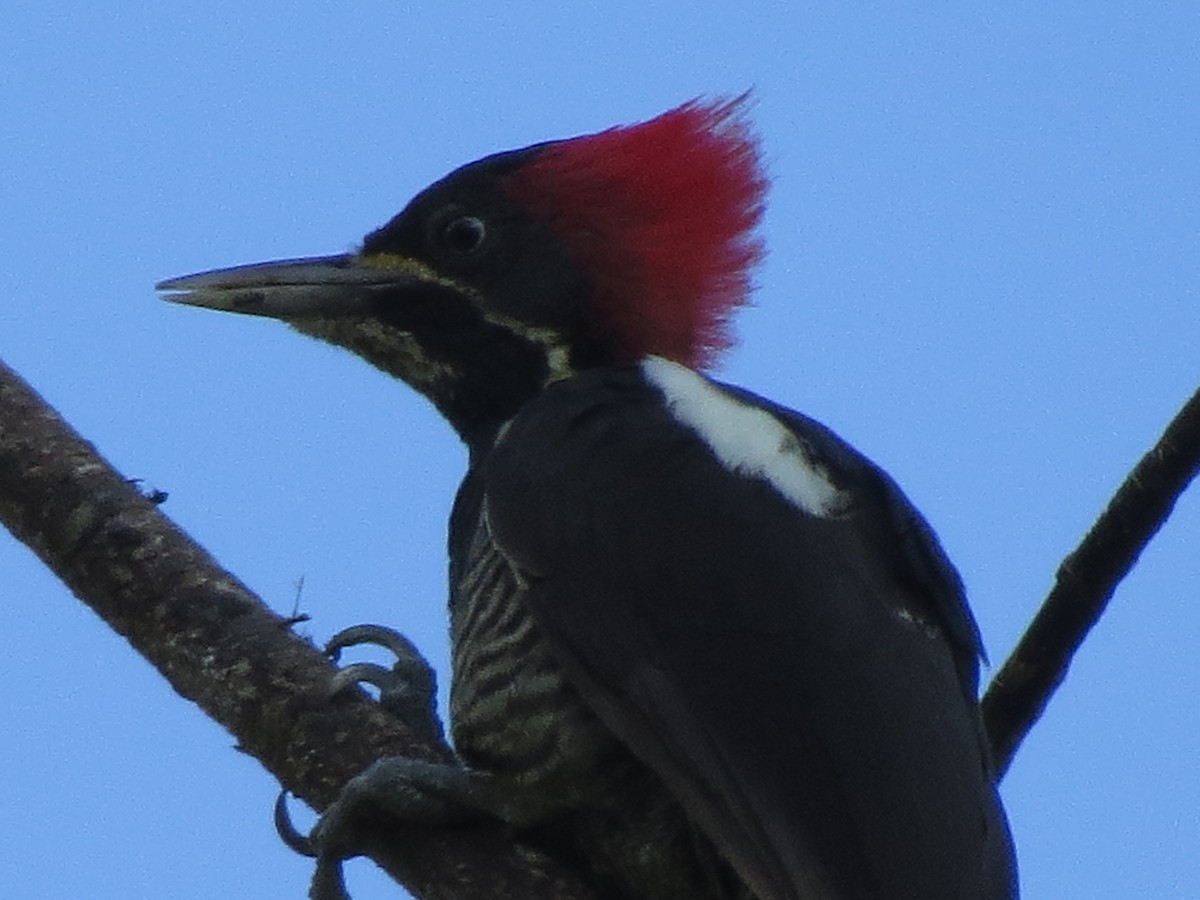 Lineated Woodpecker - ML211782051