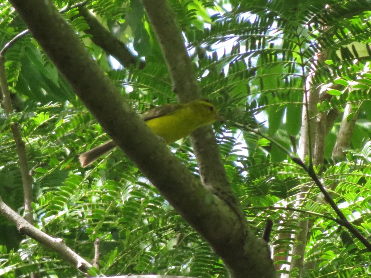 Golden Vireo - Gautam Apte