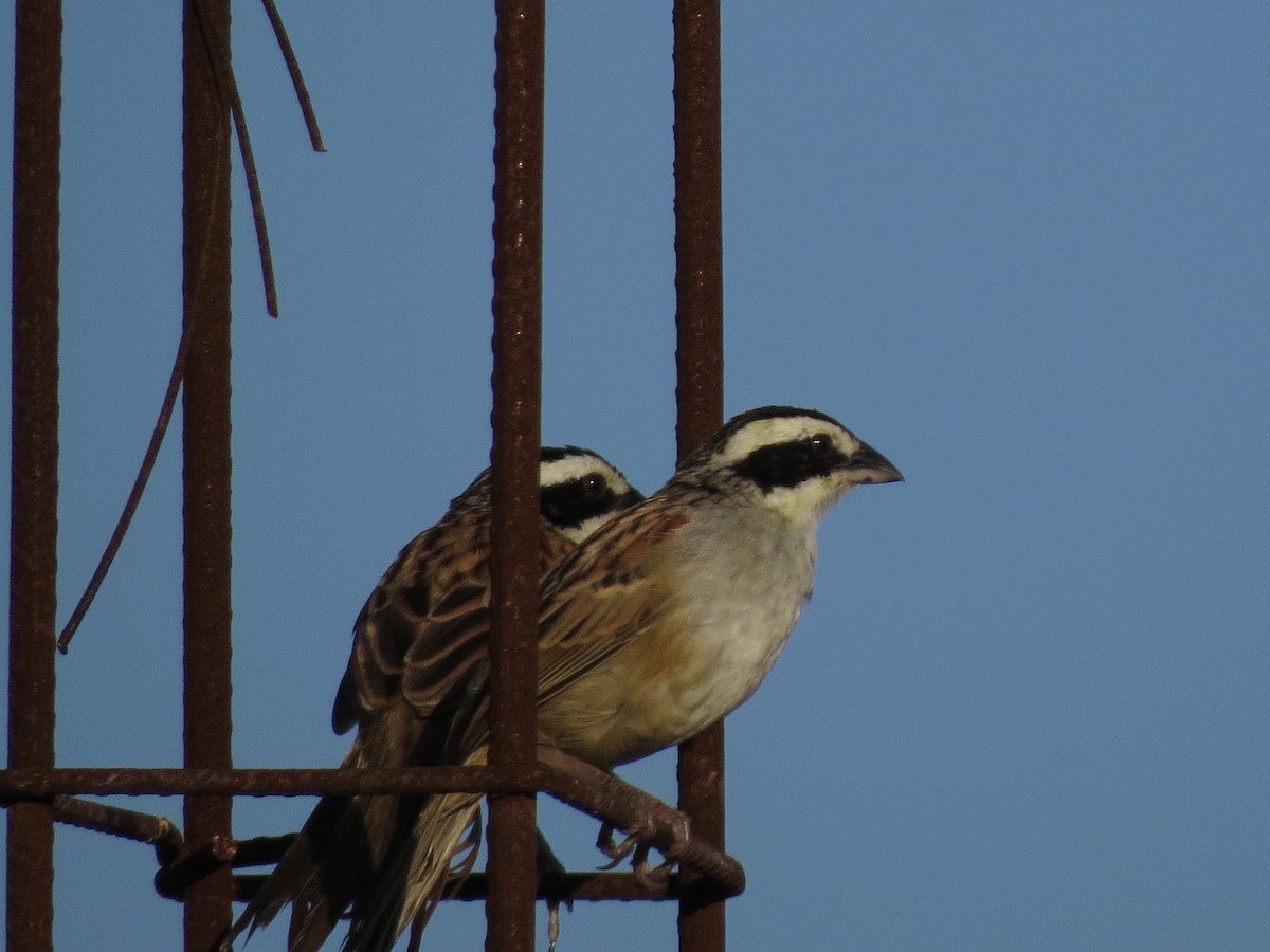 Stripe-headed Sparrow - Gautam Apte