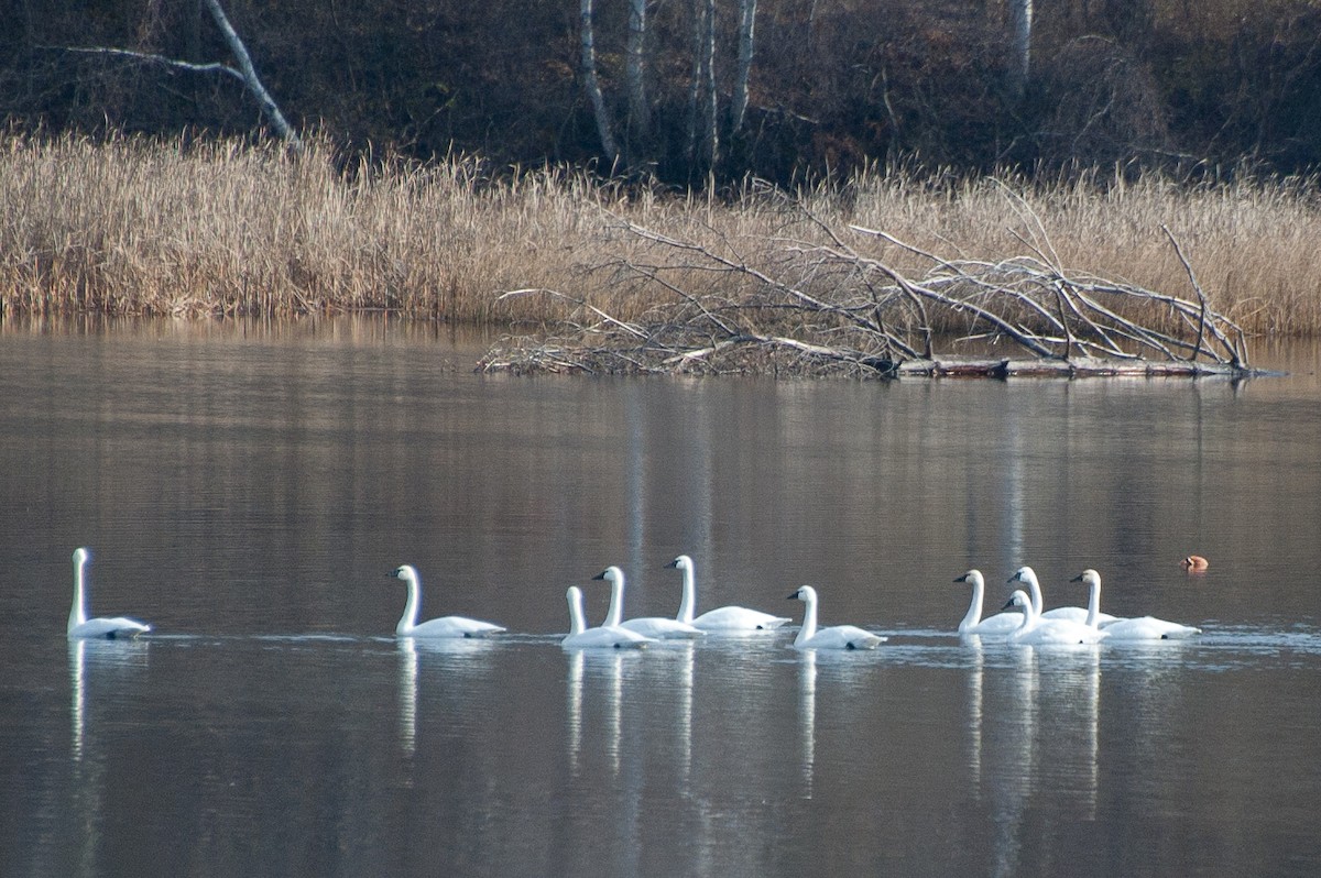 Tundra Swan - Spencer Hardy