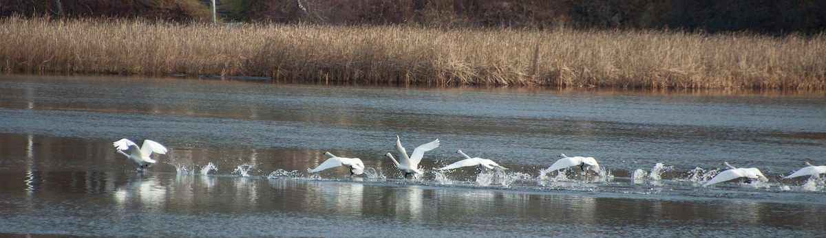 Tundra Swan - ML211782241