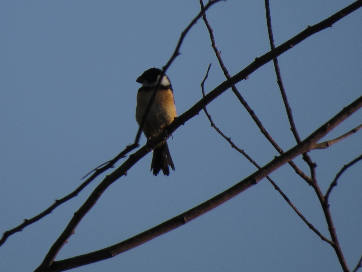 Cinnamon-rumped Seedeater - Gautam Apte