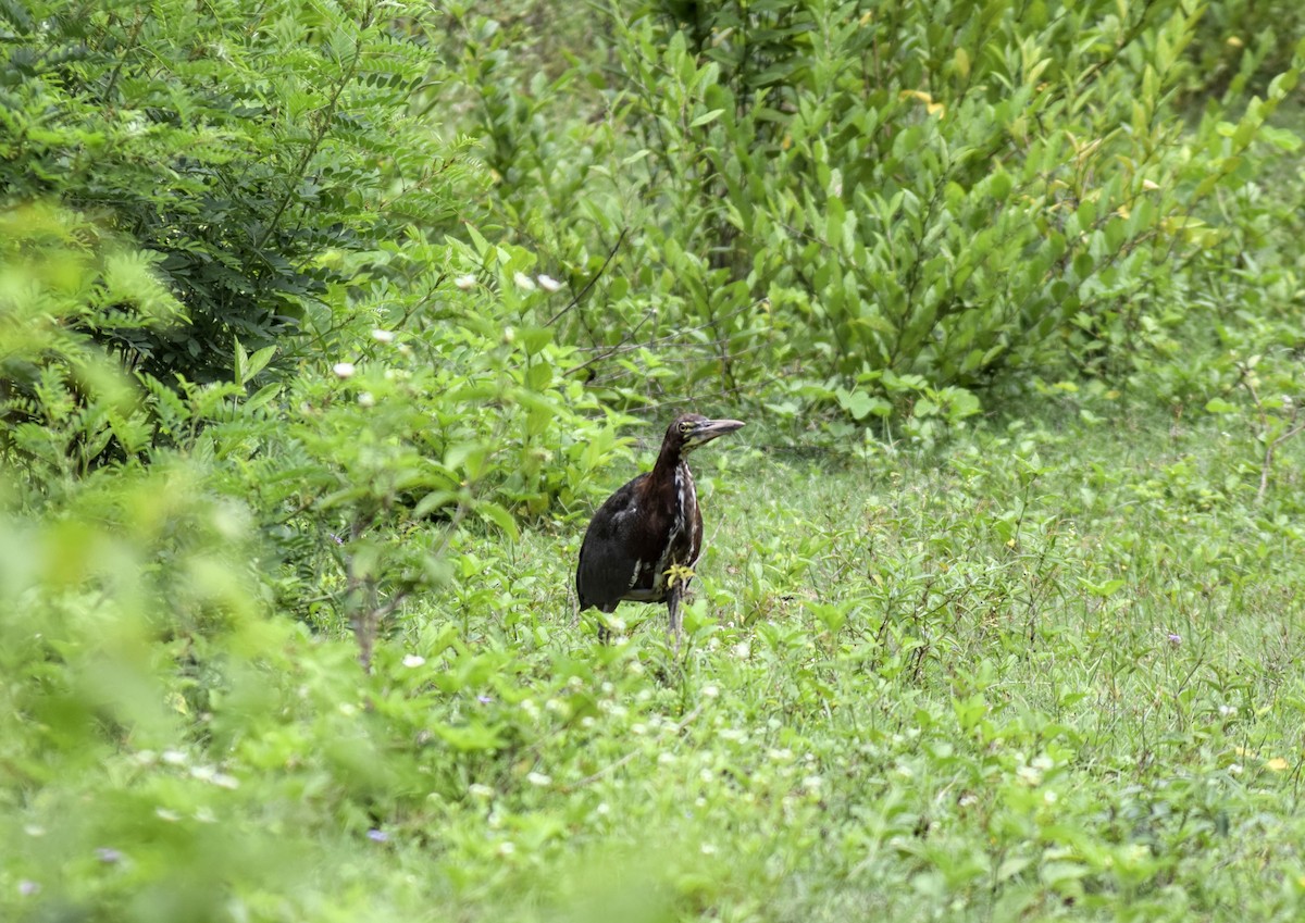 Rufescent Tiger-Heron - ML211782321