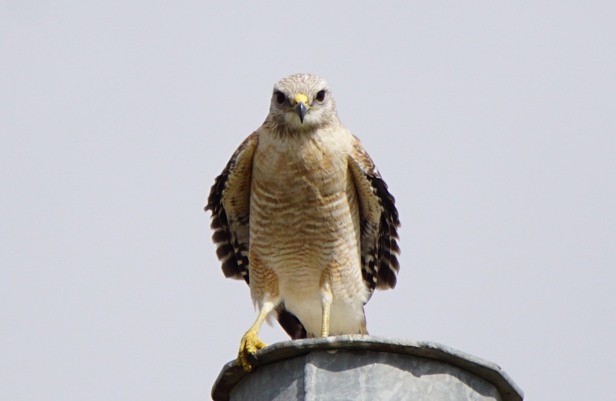 Red-shouldered Hawk - ML211782461