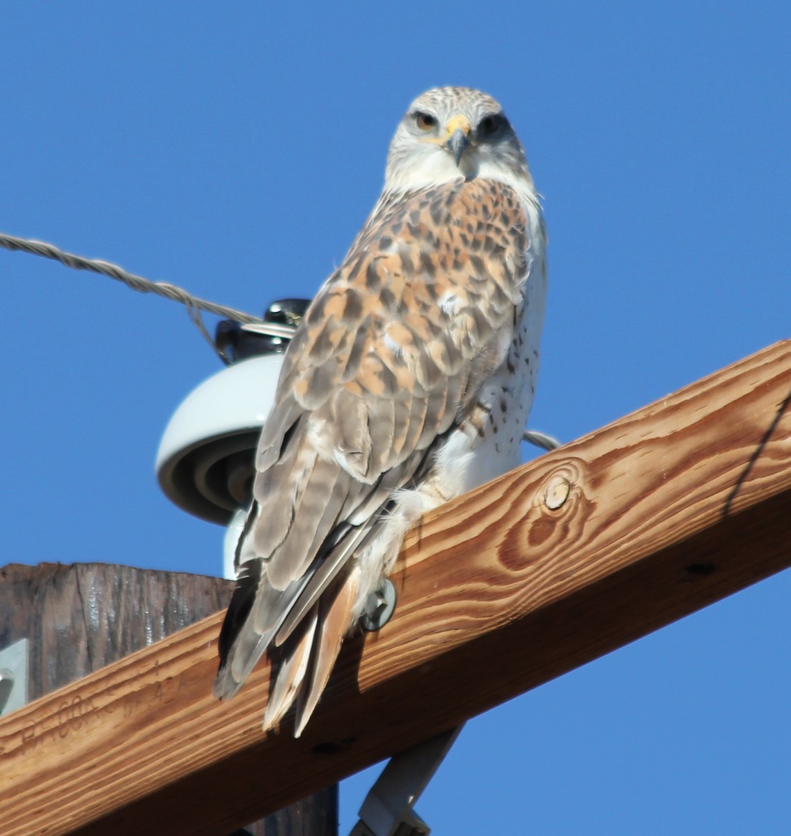 Ferruginous Hawk - ML21178311