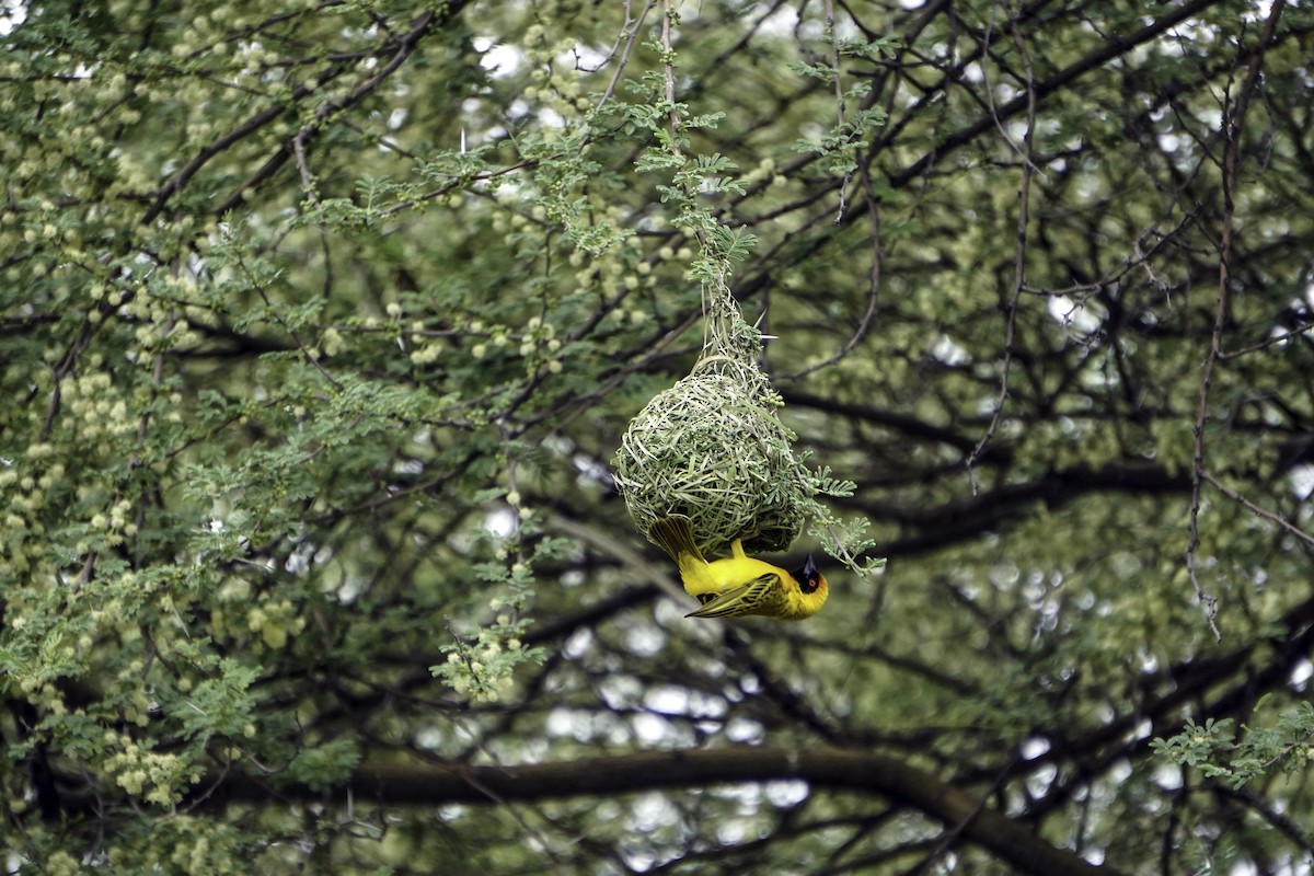 Southern Masked-Weaver - Elona Hart