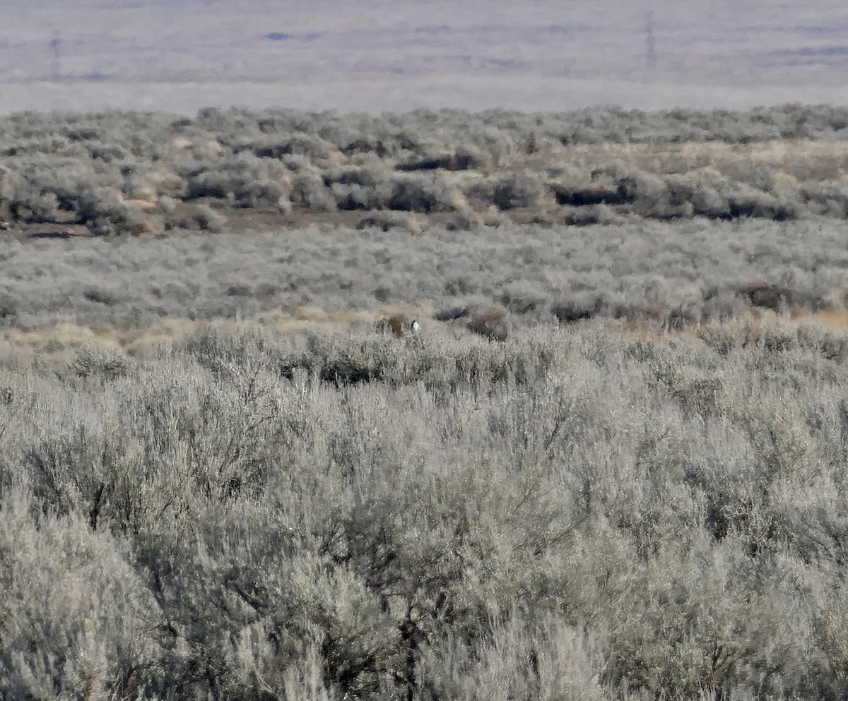 Sagebrush Sparrow - Jon (JC) Curd