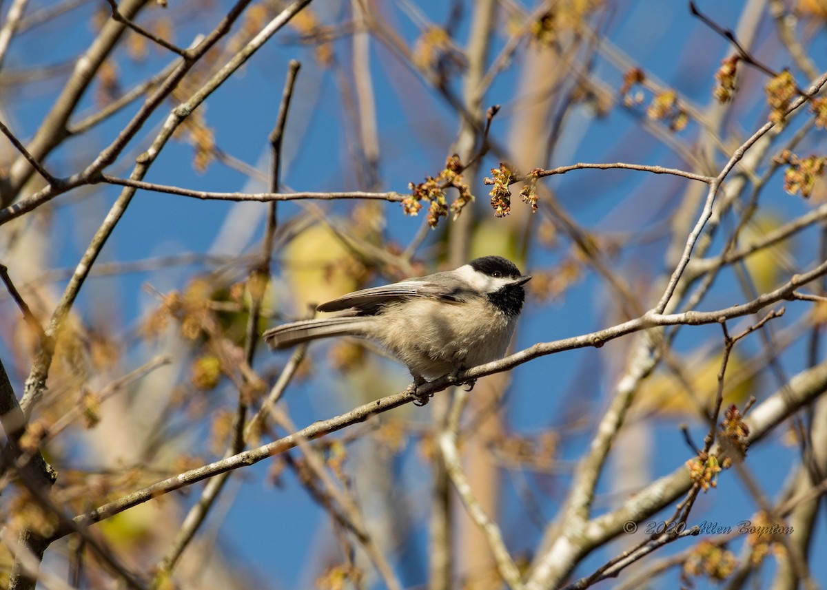 Carolina Chickadee - ML211788711