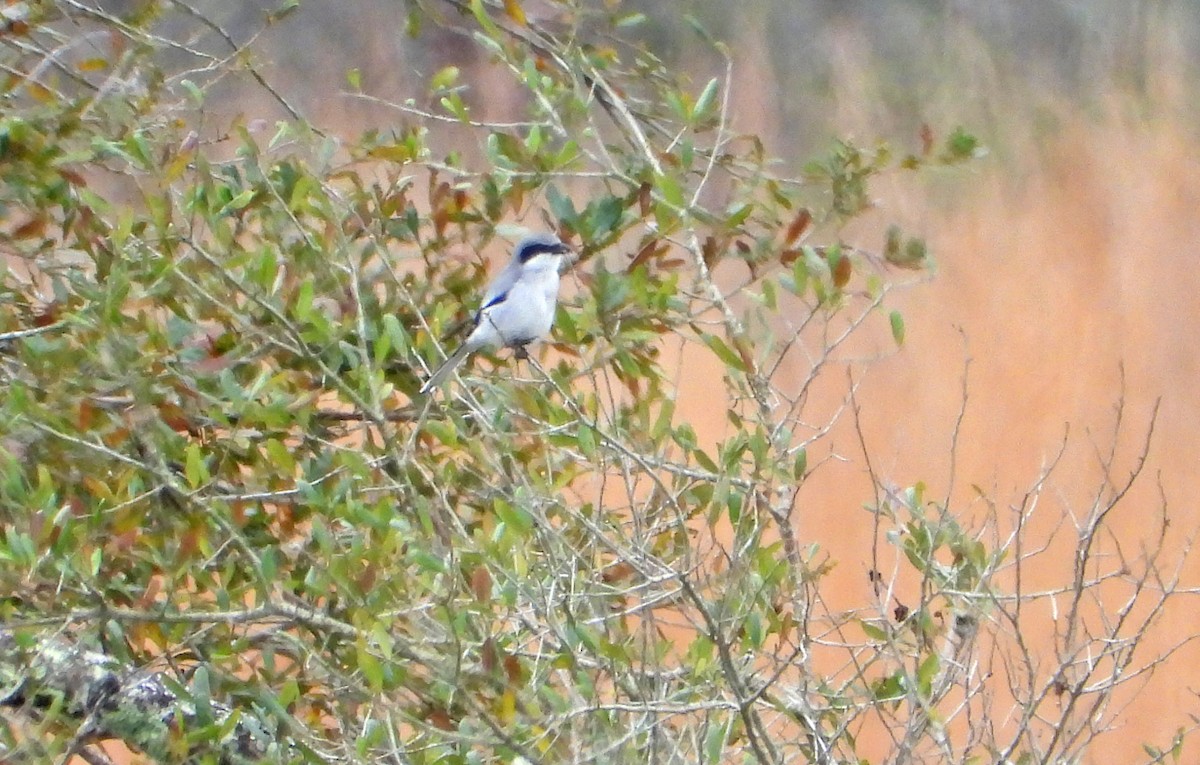 Loggerhead Shrike - ML211789471