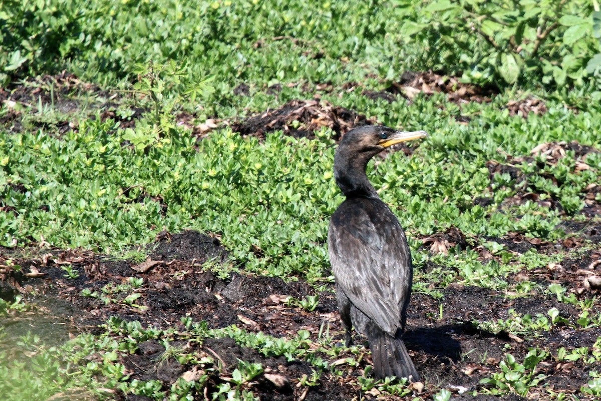 Neotropic Cormorant - ML211791931