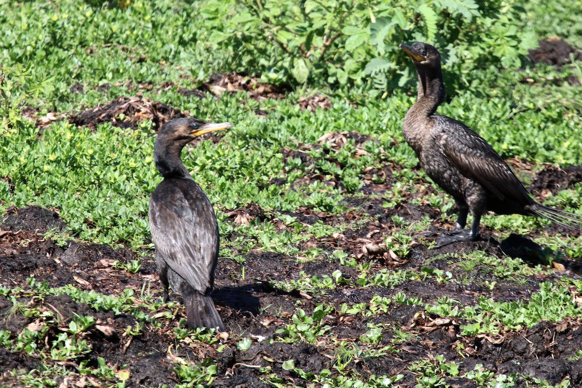 Neotropic Cormorant - Janet Washbon