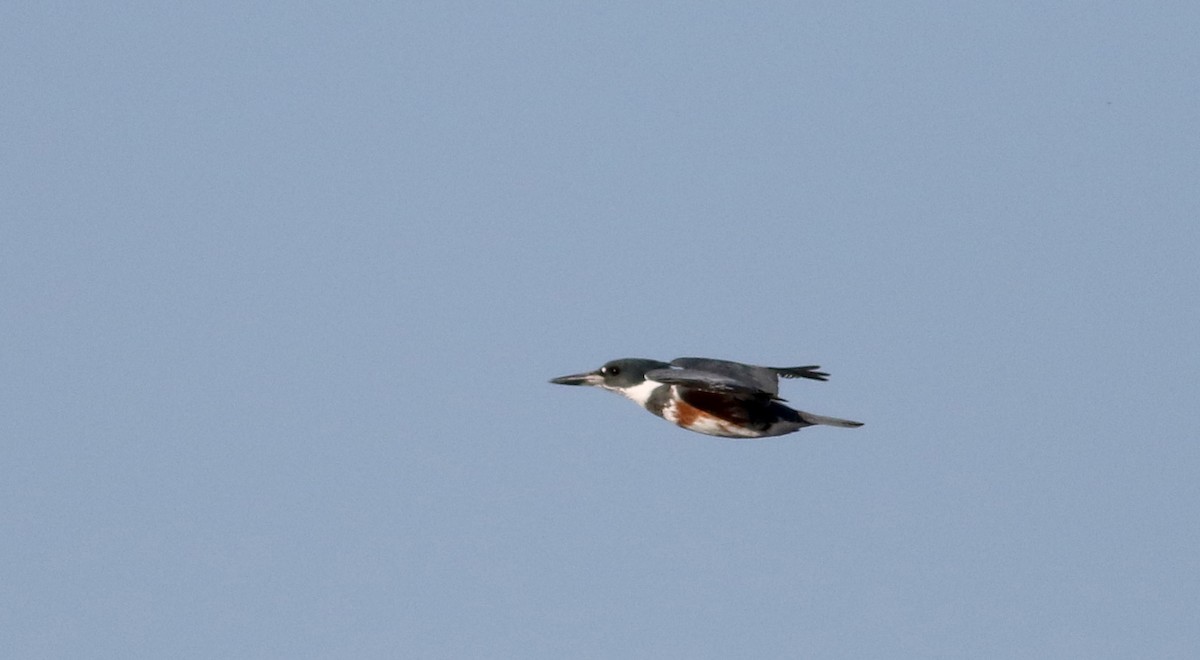 Belted Kingfisher - ML21179211