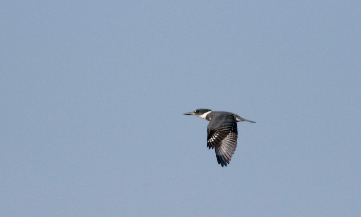 Belted Kingfisher - ML21179221
