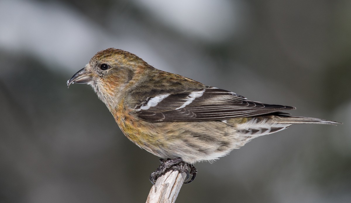 White-winged Crossbill - ML211795231