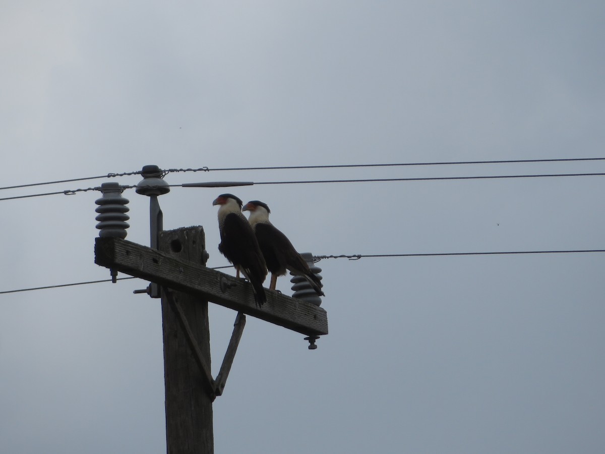 Crested Caracara (Northern) - ML211796291