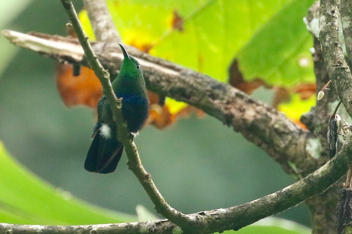 Green-throated Carib - ML211796901