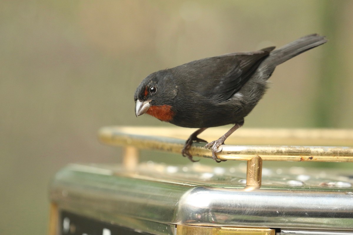 Lesser Antillean Bullfinch - ML211796931