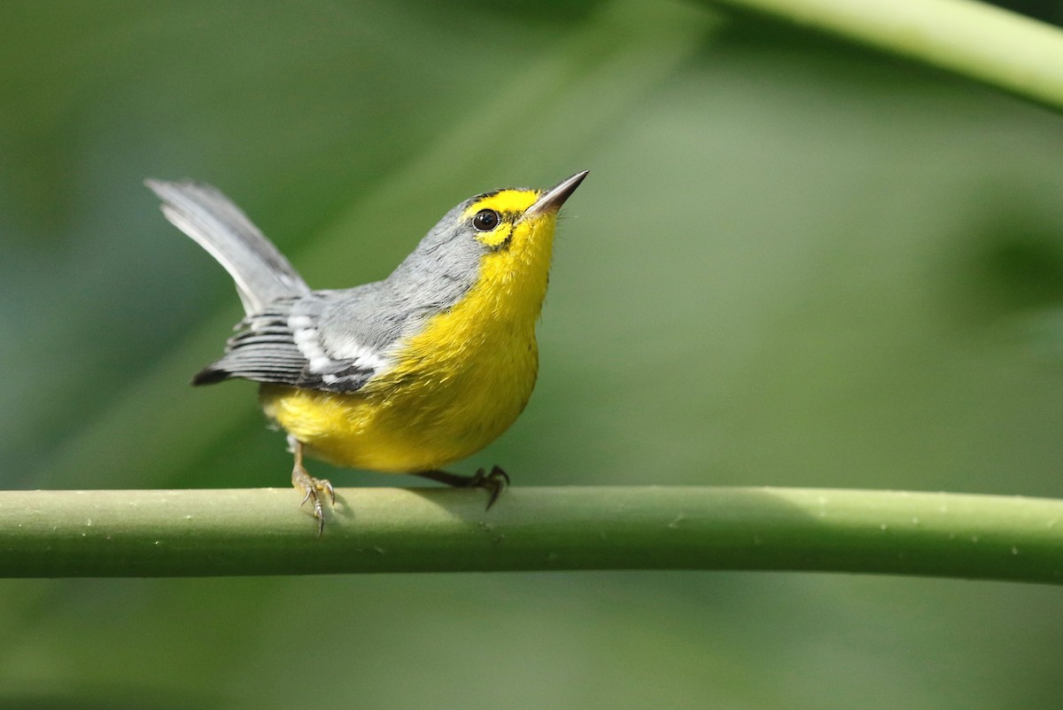 St. Lucia Warbler - ML211796951